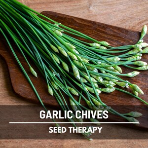 Garlic Chives (Allium tuberosum) long green stalks freshly cut and arranged on wooden surface, culinary use - Seed Therapy