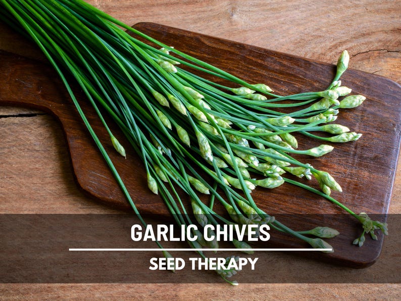 Garlic Chives (Allium tuberosum) long green stalks freshly cut and arranged on wooden surface, culinary use - Seed Therapy