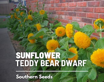 Sunflower, Teddy Bear Dwarf - 25 Seeds - Heirloom Flower, Medicinal & Culinary Herb, Non-GMO, Garden Gift (Helianthus annuus)