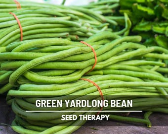 Semillas de judías verdes largas – Variedad tradicional, sin hebras, ideales para salteados (15 semillas)