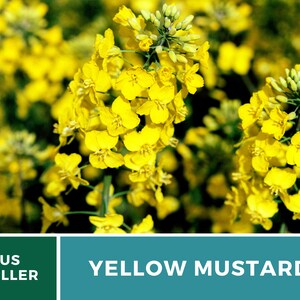 May include: Close-up of yellow mustard flowers in bloom. The flowers are bright yellow and have a delicate, almost feathery appearance. The background is a blur of green foliage.