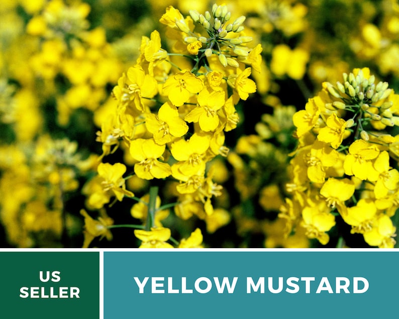 May include: Close-up of yellow mustard flowers in bloom. The flowers are bright yellow and have a delicate, almost feathery appearance. The background is a blur of green foliage.