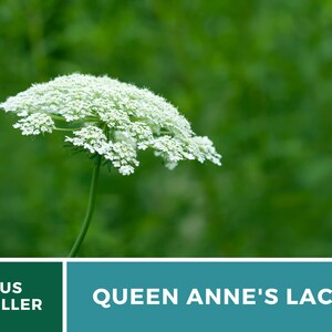 Pu&ograve; includere: Primo piano di un fiore bianco di pizzo di regina Anna su uno sfondo verde.