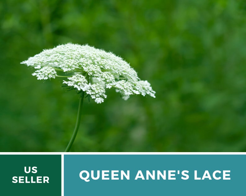 Pu&ograve; includere: Primo piano di un fiore bianco di pizzo di regina Anna su uno sfondo verde.