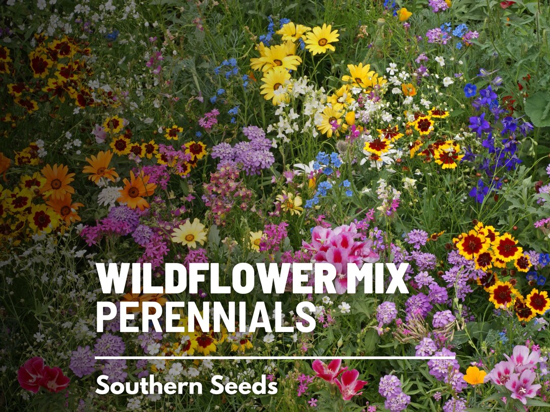 Wildflower Mix, Perennial 1,000 Seeds Assortment of Perennial