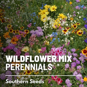 Wildflower Mix, Perennial - 1,000 seeds - Assortment of Perennial Wildflowers - Returns year after year - Adds long-lasting color and beauty