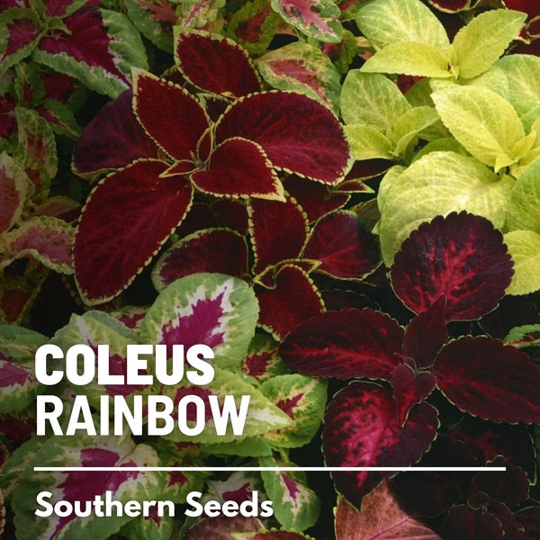 Coleus, Rainbow Mix (Painted Leaves) - 250 Seeds - Heirloom Ornamental Plant - Landscape and Houseplant (Coleus blumei)