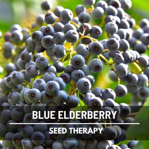 Blue Elderberry Seeds – Heirloom Fruit, Open Pollinated, Non-GMO, Culinary & Medicinal Native Berry | 50 Seeds