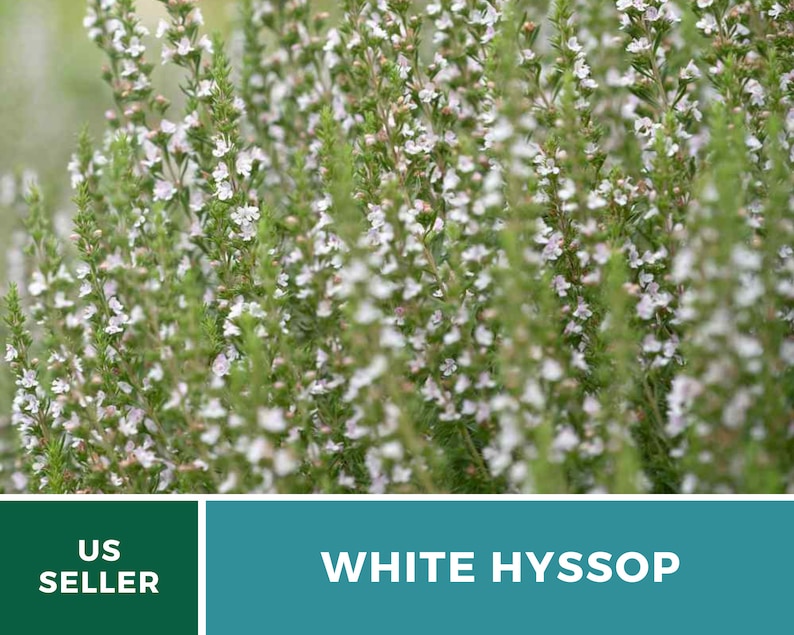 Hyssop, White Albus 50 Seeds Heirloom Herb Delicate White Flowers Hyssopus officinalis image 6