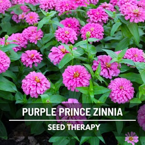 Purple Prince Zinnia Seeds – Heirloom Flower, Rich Purple Blooms, Attracts Pollinators, Easy to Grow | 100 Seeds