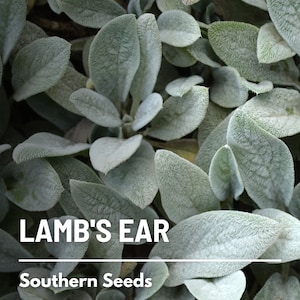 Lamb's Ear - 50 Seeds - Heirloom Plant - Soft and Silvery Velvet Foliage (Stachys byzantina)