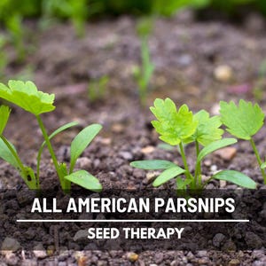 All American Parsnip seedlings sprouting in rows of rich soil, early growth stage for root development.