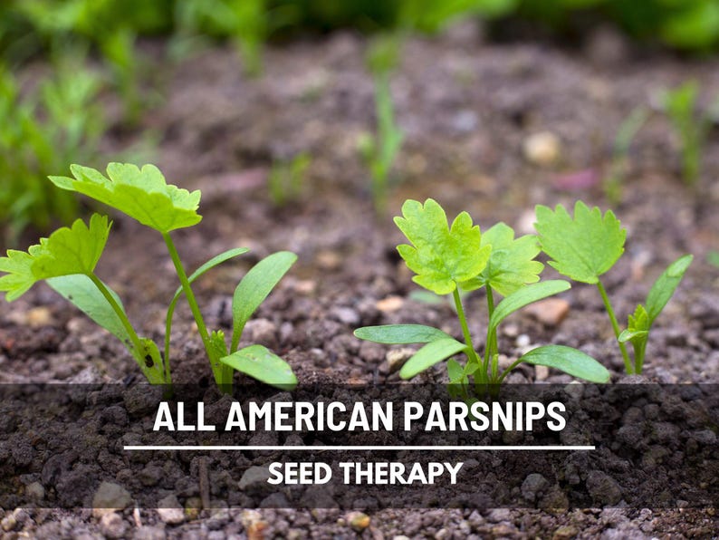 All American Parsnip seedlings sprouting in rows of rich soil, early growth stage for root development.