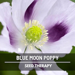 Blue Moon Poppy Seeds – Heirloom Bread Seed Poppy, Rare Lavender, White & Violet Blooms, Easy to Grow | 250 Seeds