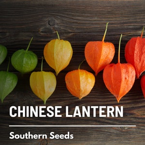 Chinese Lantern 50 Seeds Ornamental Heirloom Fruit Edible Red Berries Physalis alkekengi image 9