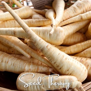 May include: A collection of pale cream-colored parsnips with tapered, elongated roots and textured skin, piled together in a woven basket. The text "Seed Therapy" is written in a white cursive script across the bottom of the image.