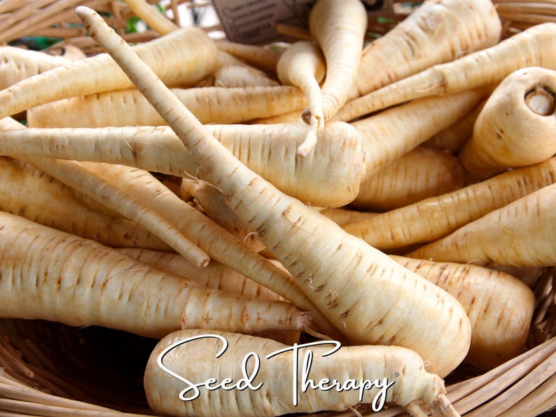 May include: A collection of pale cream-colored parsnips with tapered, elongated roots and textured skin, piled together in a woven basket. The text "Seed Therapy" is written in a white cursive script across the bottom of the image.