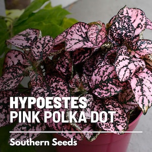 Op de afbeelding: Een roze stippenplant met donkergroene bladeren. De plant staat in een roze pot en de tekst "HYPOESTES PINK POLKA DOT" en "Southern Seeds" is zichtbaar.
