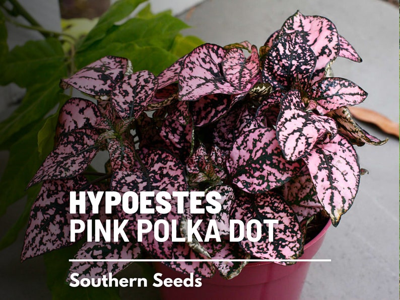 Op de afbeelding: Een roze stippenplant met donkergroene bladeren. De plant staat in een roze pot en de tekst "HYPOESTES PINK POLKA DOT" en "Southern Seeds" is zichtbaar.