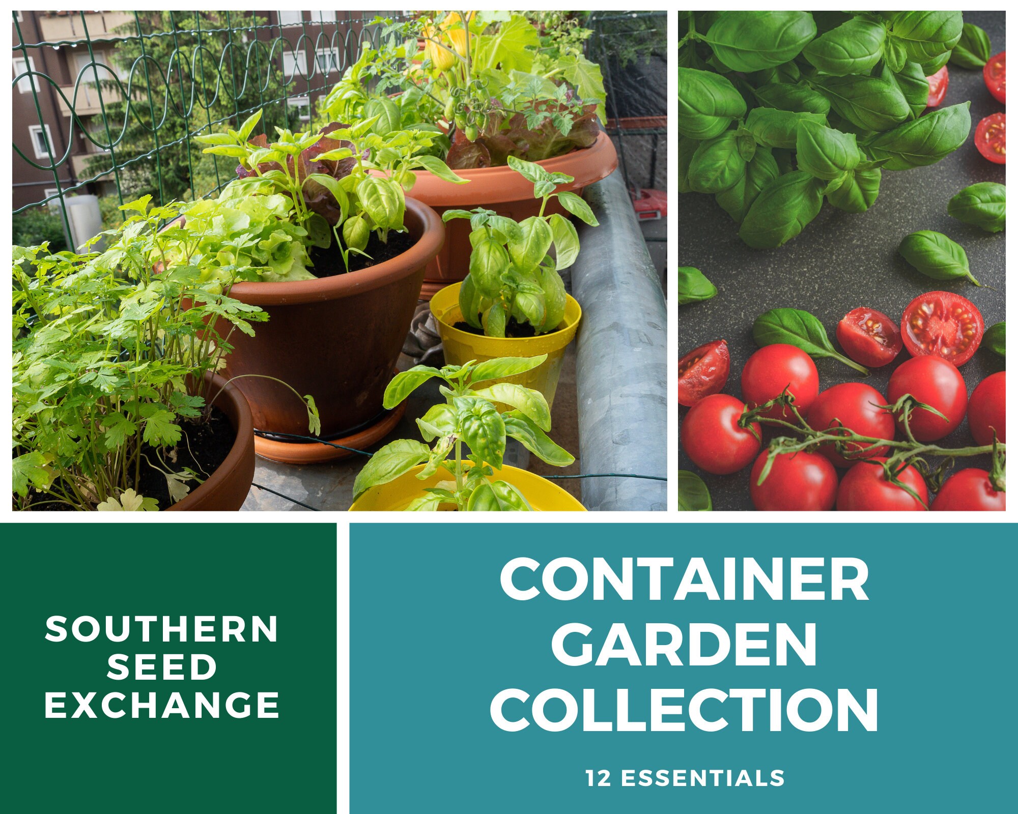 Container Garden Seed Collection 12 Essential Varieties Etsy