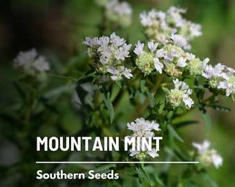 Mountain Mint - 100 Seeds - Heirloom Herb - Adds a Minty Twist to Culinary and Medicinal Uses (Pycnanthemum pilosum)