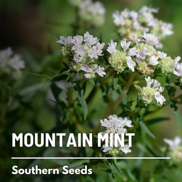 Mountain Mint - 100 Seeds - Heirloom Herb - Adds a Minty Twist to Culinary and Medicinal Uses (Pycnanthemum pilosum)