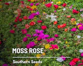 Moss Rose, Mix - 250 Seeds - Heirloom Succulent, Colorful Flowers, Drought Tolerant, Low Maintenance, Garden Gift (Portulaca grandiflora)