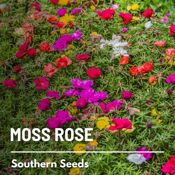 Moss Rose, Mix - 250 Seeds - Heirloom Succulent, Colorful Flowers, Drought Tolerant, Low Maintenance, Garden Gift (Portulaca grandiflora)