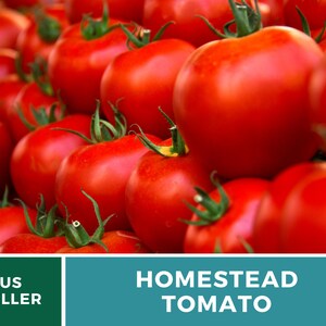 Pu&ograve; includere: Primo piano di un mucchio di pomodori rossi maturi. I pomodori sono disposti a forma di piramide, con il pomodoro pi&ugrave; grande in cima. I pomodori sono tutti lisci e lucidi, e hanno un colore rosso intenso. Il testo "HOMESTEAD TOMATO" &egrave; stampato in lettere bianche su uno sfondo blu-verde.