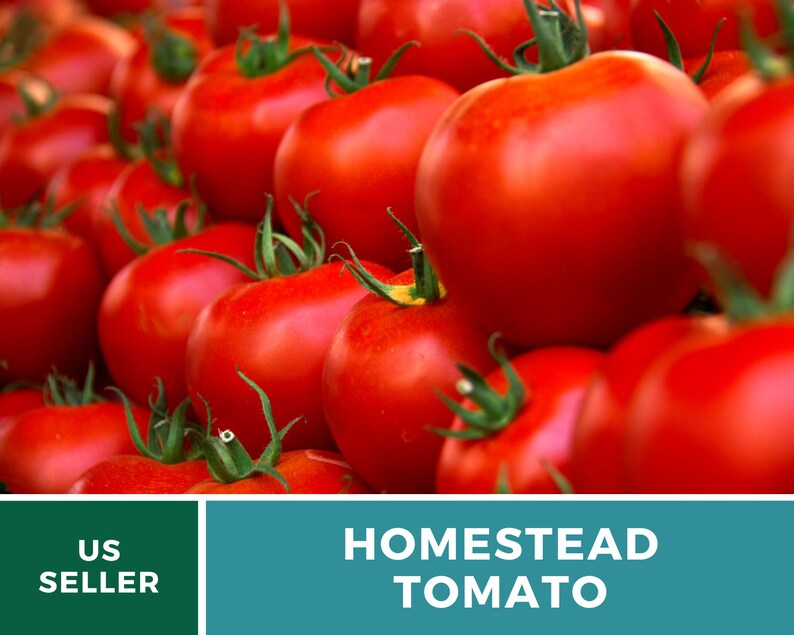 Pu&ograve; includere: Primo piano di un mucchio di pomodori rossi maturi. I pomodori sono disposti a forma di piramide, con il pomodoro pi&ugrave; grande in cima. I pomodori sono tutti lisci e lucidi, e hanno un colore rosso intenso. Il testo "HOMESTEAD TOMATO" &egrave; stampato in lettere bianche su uno sfondo blu-verde.