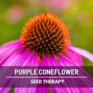 Purple Coneflower (Echinacea purpurea) close-up of bloom showing spiky orange cone and narrow purple petals - Seed Therapy