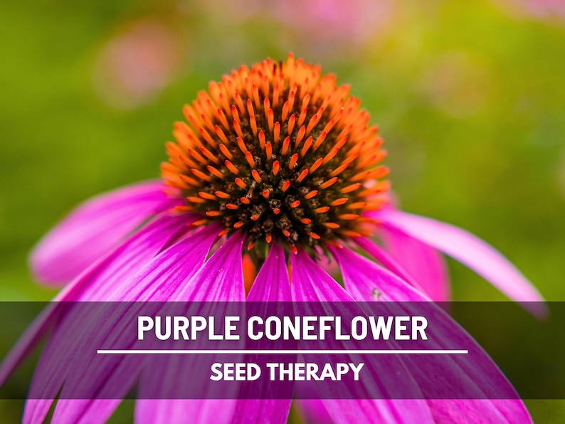 Purple Coneflower (Echinacea purpurea) close-up of bloom showing spiky orange cone and narrow purple petals - Seed Therapy