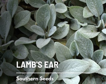 Lamb's Ear - 50 Seeds - Heirloom Plant - Soft and Silvery Velvet Foliage (Stachys byzantina)