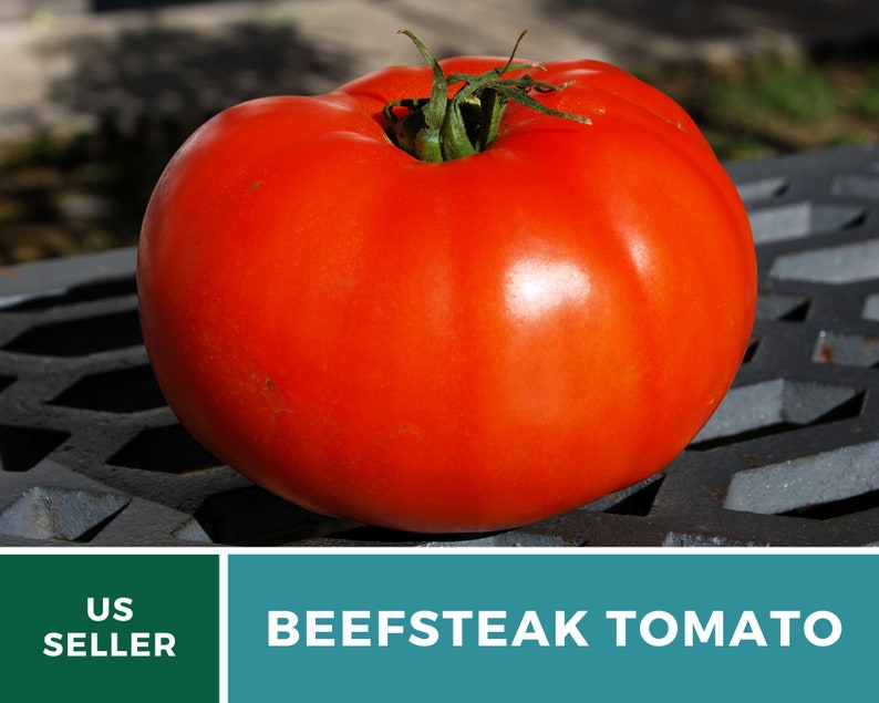 Tomato, Beefsteak 50 Seeds Heirloom Vegetable, Indeterminate, Large, Meaty Tomatoes, Slicing Tomato Lycopersicon esculentum image 6