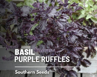 Basil, Purple Ruffles - 250 Seeds - Heirloom Culinary & Medicinal Herb - Non-GMO (Ocimum basilicum)