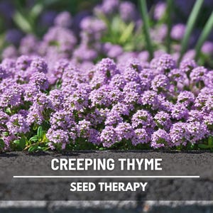 Creeping Thyme - 250 Seeds - Heirloom Herb - Fragrant Groundcover (Thymus serpyllum)
