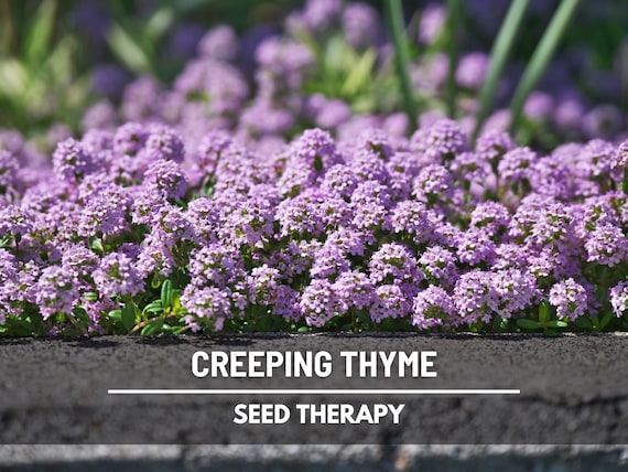 Creeping Thyme - 250 Seeds - Heirloom Herb - Fragrant Groundcover (Thymus serpyllum)