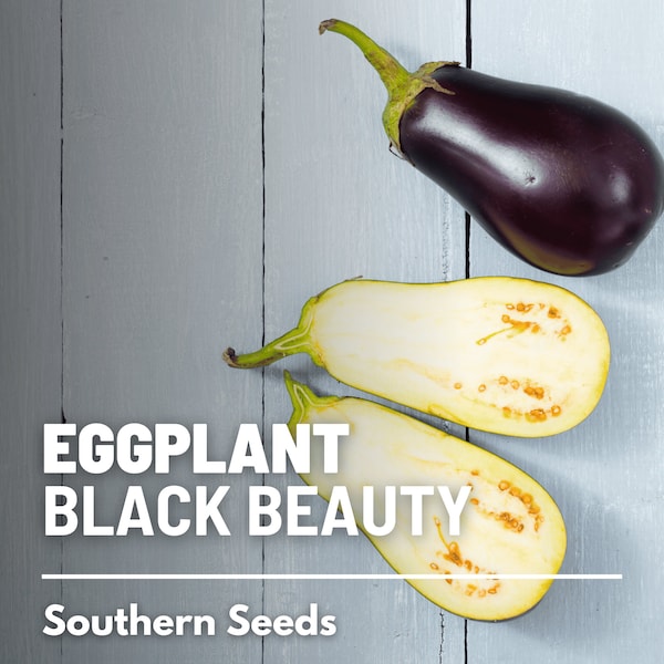 Eggplant, Black Beauty - 50 Seeds - Heirloom Vegetable - Open Pollinated - Non-GMO (Solanum melongena)