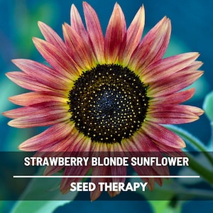 Strawberry Blonde Sunflower Seeds – Heirloom, Medicinal & Culinary Plant, Tricolor Blooms, Garden Favorite, Easy to Grow | 25 Seeds