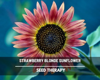 Strawberry Blonde Sunflower Seeds – Heirloom, Medicinal & Culinary Plant, Tricolor Blooms, Garden Favorite, Easy to Grow | 25 Seeds