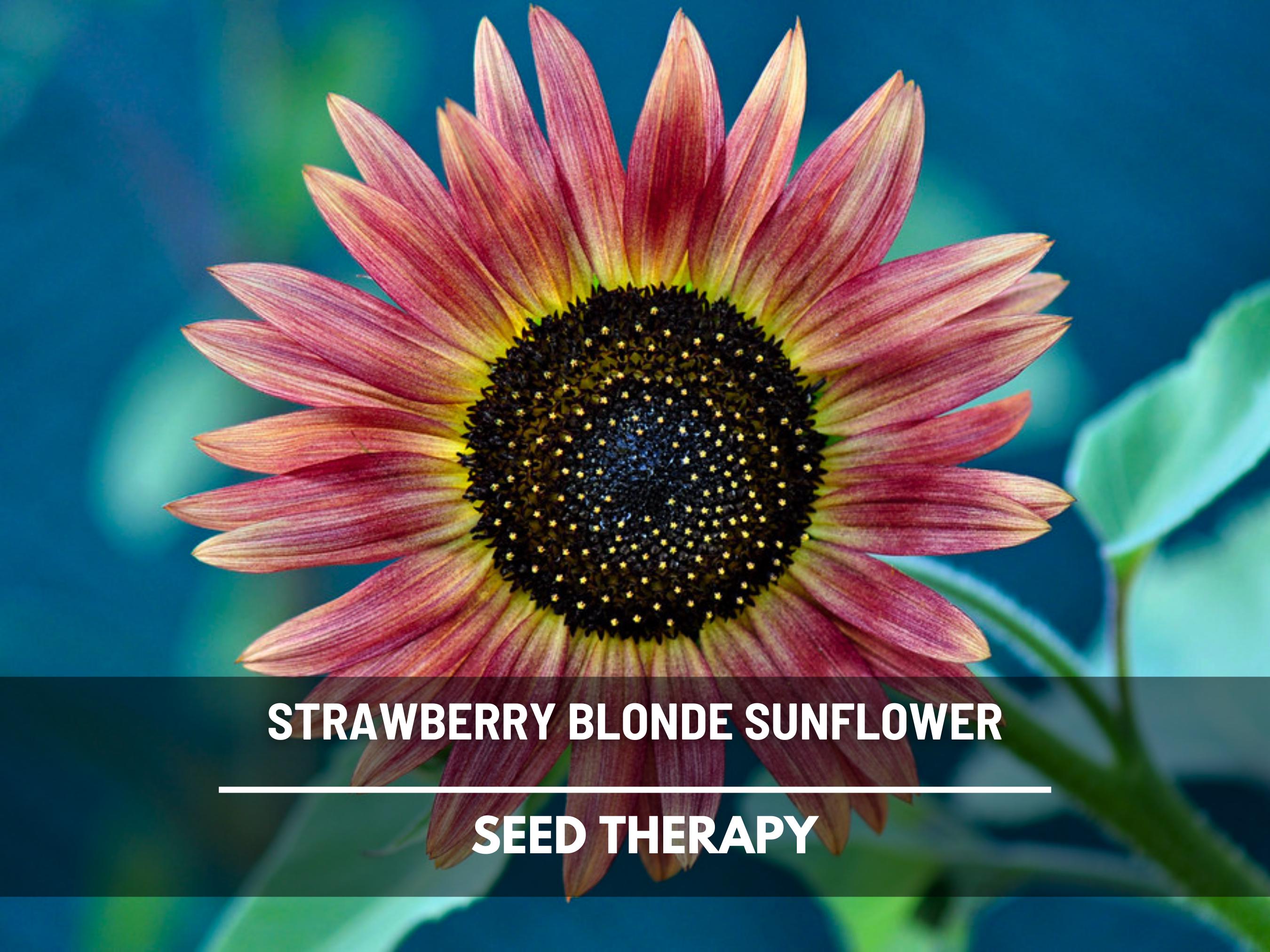 auto flower seeds for sale Buy Royal Jack Auto cannabis seeds from Royal Queen Seeds  House of Seeds