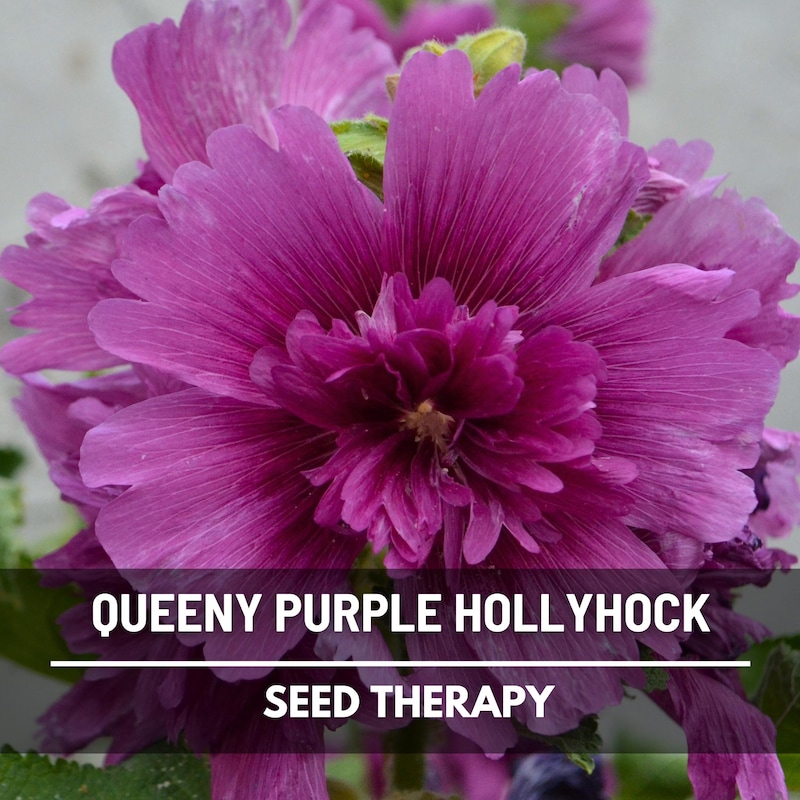 Powder Blue & Gold Suede Hollyhock main image 1