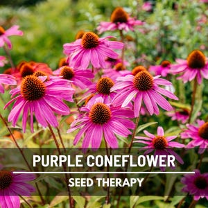 Purple Coneflower (Echinacea purpurea) perennial plants with clusters of pink blooms in pollinator garden - Seed Therapy