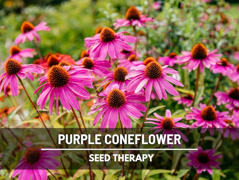 Purple Coneflower (Echinacea purpurea) perennial plants with clusters of pink blooms in pollinator garden - Seed Therapy