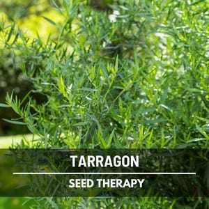 Tarragon Seeds – Heirloom Culinary & Medicinal Herb, Non-GMO, Aromatic Leaves, Easy to Grow, Ideal for Garden and Cooking | 300 Seeds