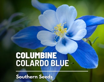 Columbine, Colorado Blue - 100 Seeds - Heirloom Flower - State Flower of Colorado (Aquilegia coerulea)