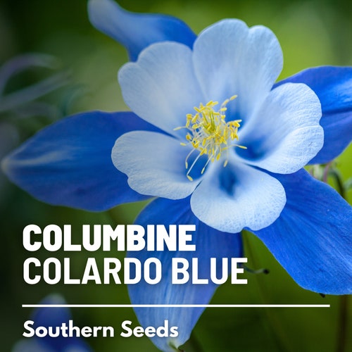 Columbine, Colorado Blue - 100 Seeds - Heirloom Flower - State Flower of Colorado (Aquilegia coerulea)