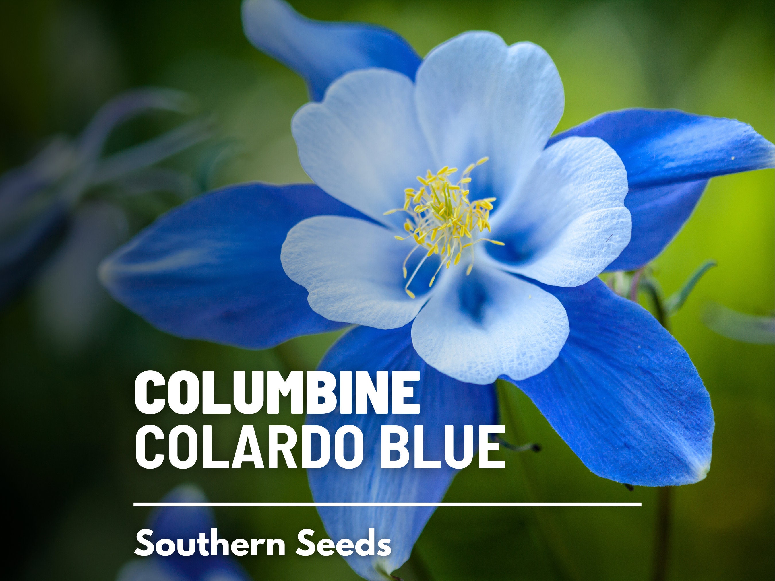 Columbine, Colorado Blue - 100 Seeds - Pollinator & Hummingbird Friendly - Sow in Fall or Spring (Aquilegia vulgaris)