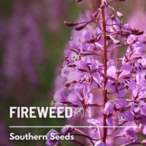 Fireweed (Willowherb) - 100 Seeds - Heirloom Flower - US Native Wildflower (Chamerion angustifolium)