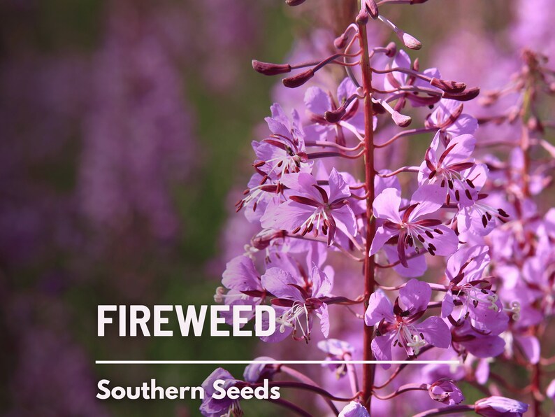 Fireweed (Epilobium Angustifolium ) - Earthbeat Seeds